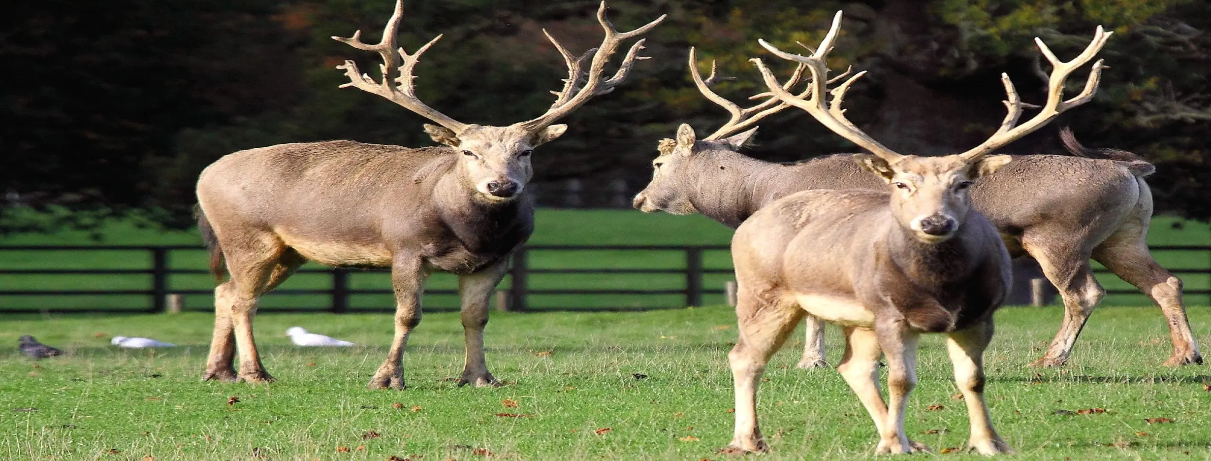 Image for Exotic Wildlife